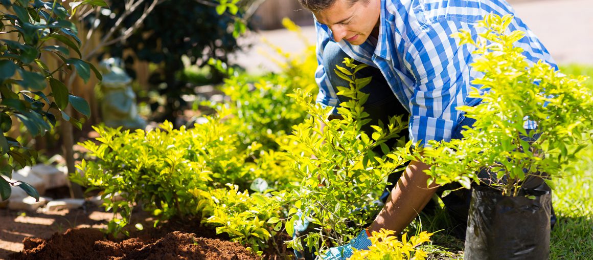 When it is the right time to prune your trees.